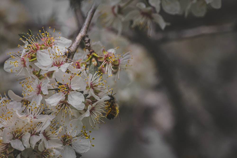 a close up of a tree with white flowers