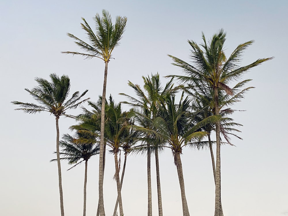 a row of palm trees on a beach