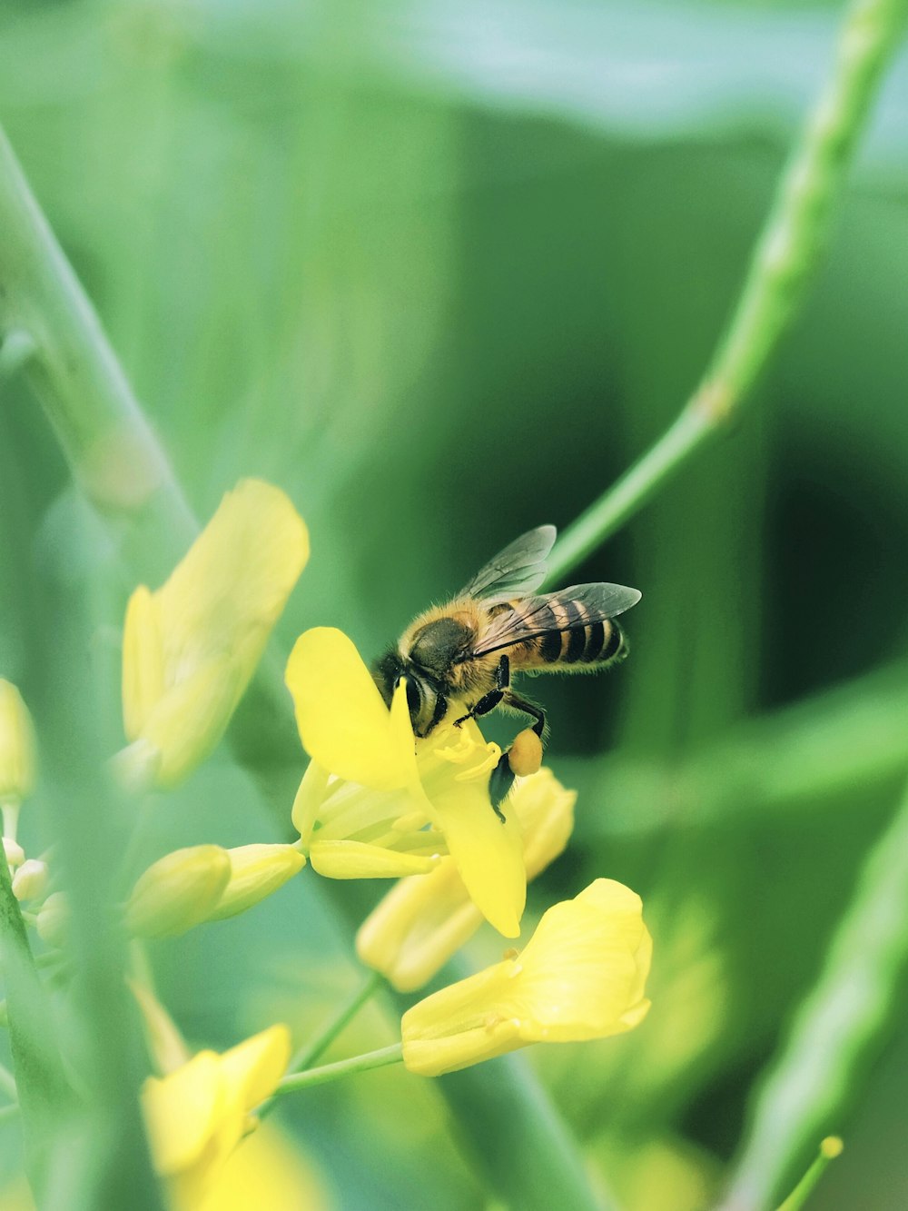 a bee sitting on top of a yellow flower