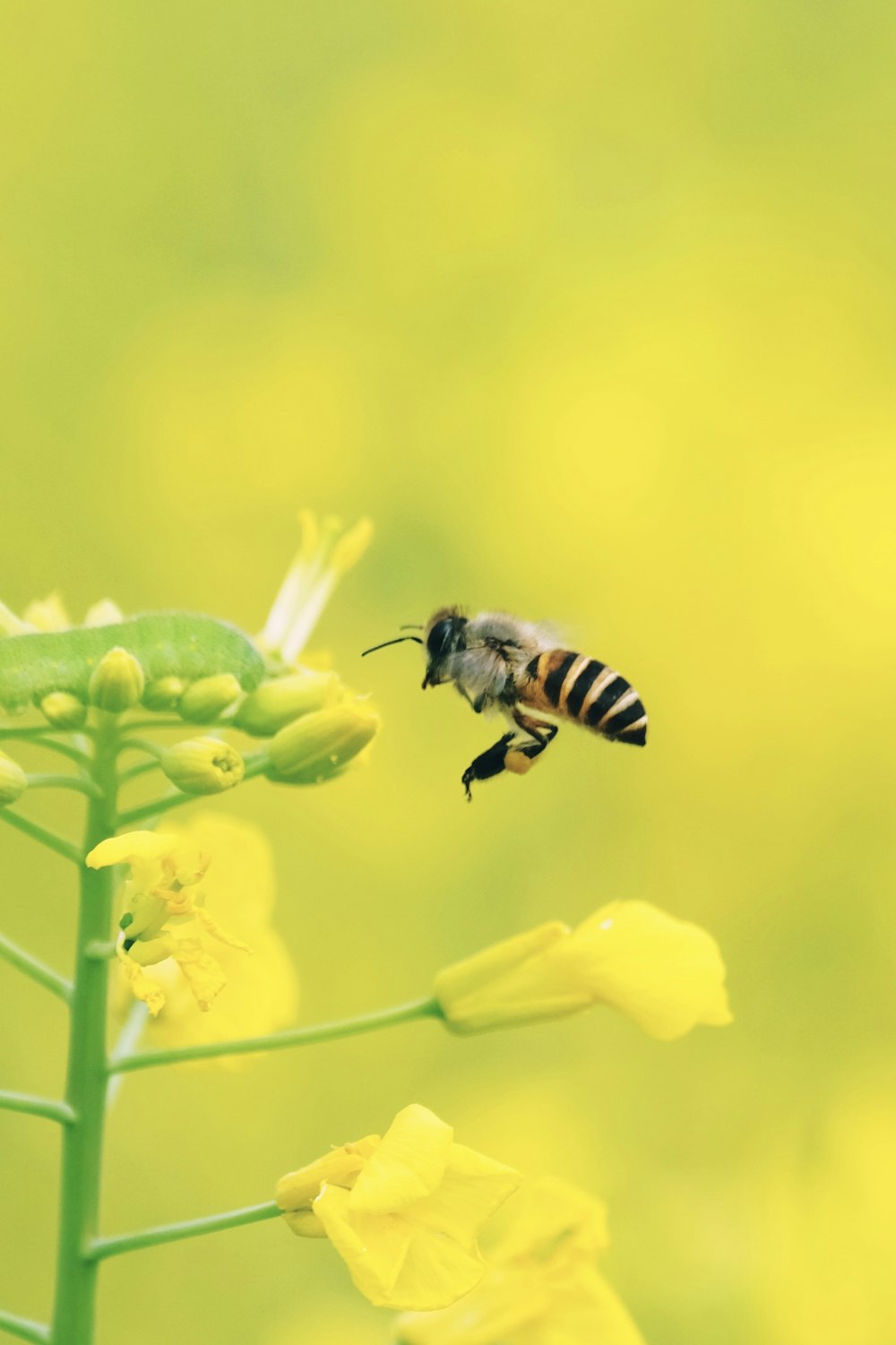 a bee flying away from a yellow flower