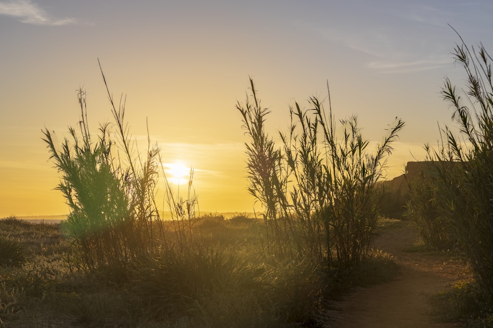 the sun is setting over a grassy field