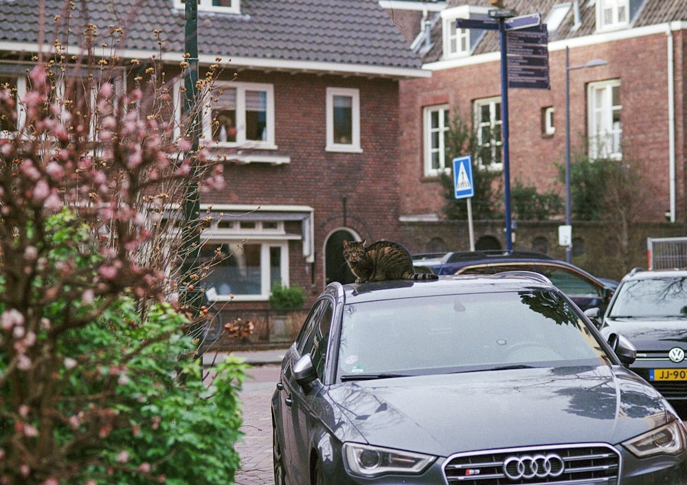 a cat sitting on the hood of a car