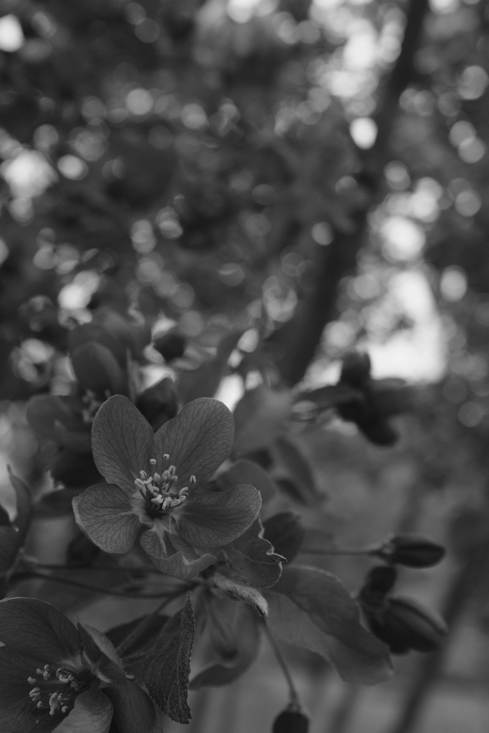 a black and white photo of a flower