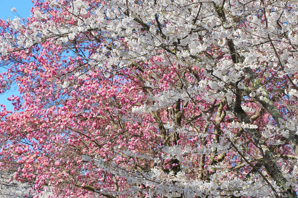 a pink and white tree with lots of flowers