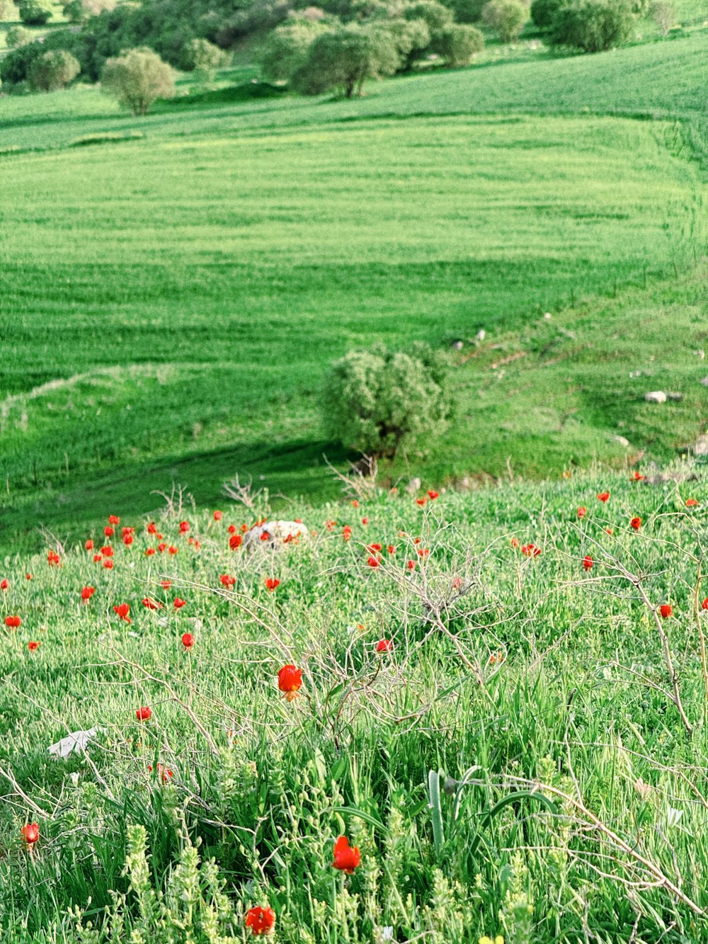 a field with red flowers in the middle of it