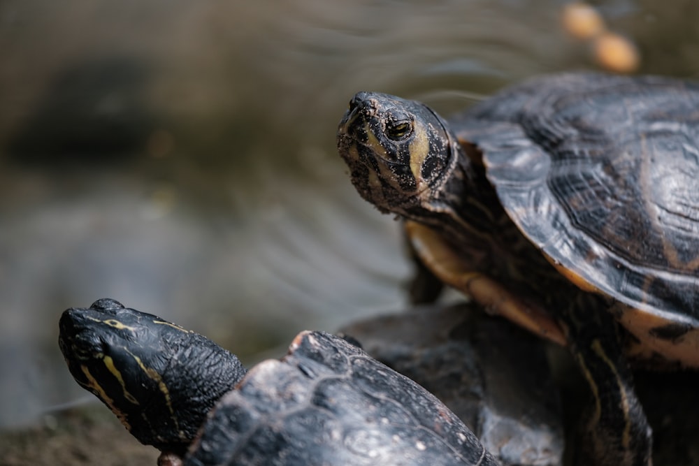 a couple of turtles sitting on top of each other