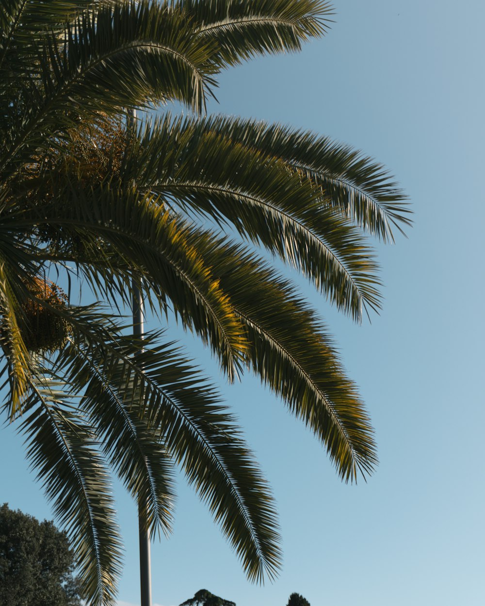 a palm tree with a blue sky in the background