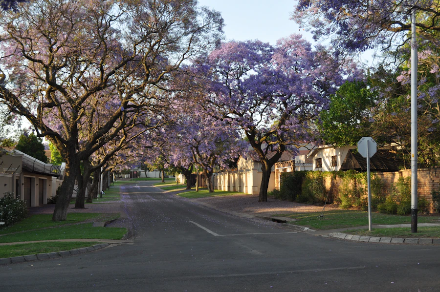 A street lined with jacaranda trees in purple bloom