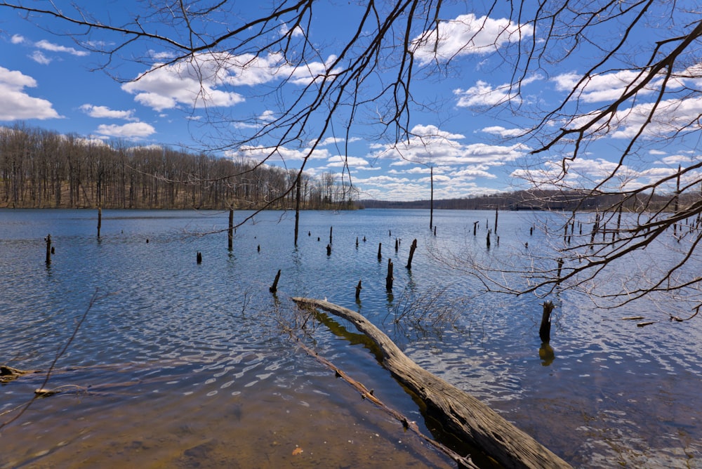 a large body of water surrounded by trees