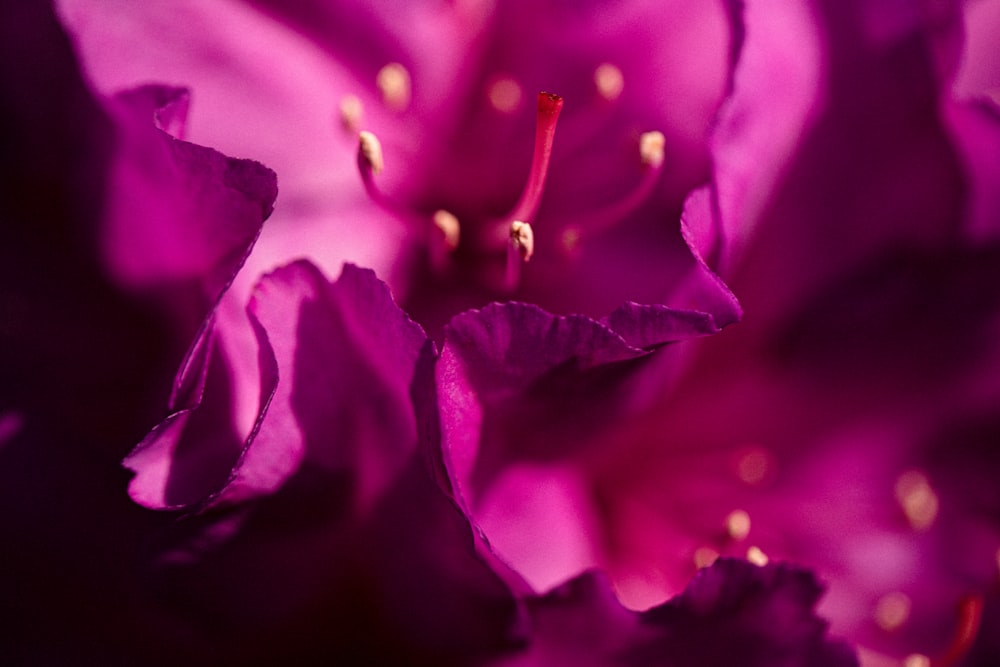 a close up view of a purple flower