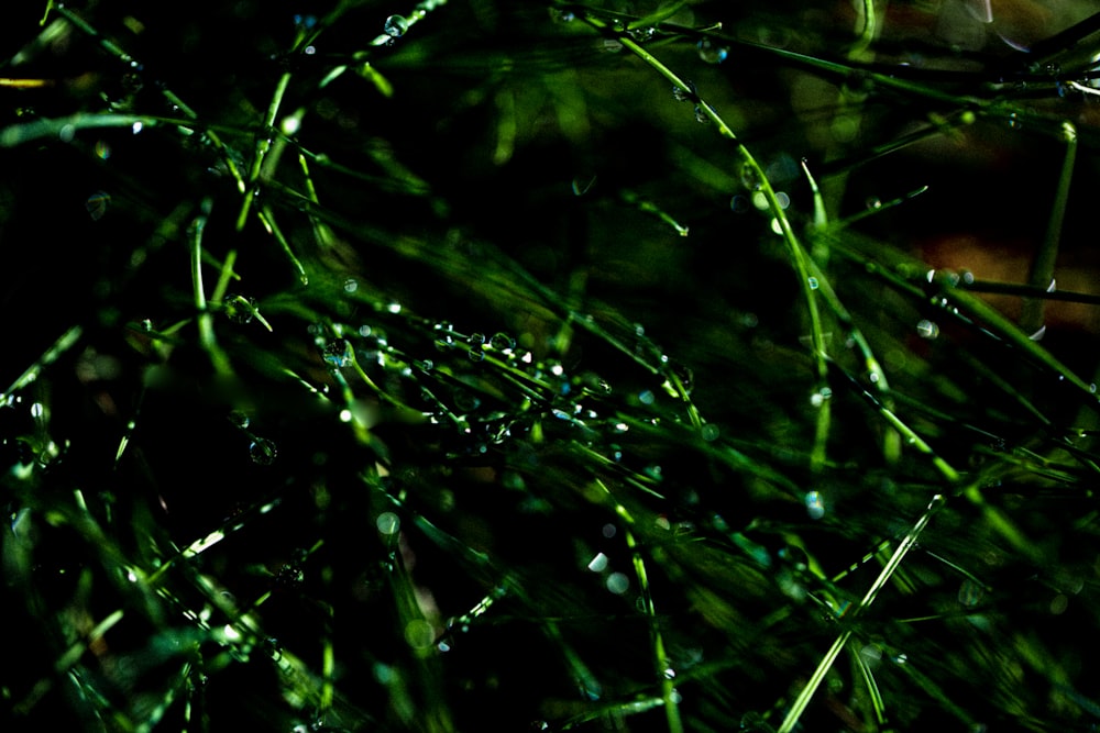 a close up of grass with drops of water on it