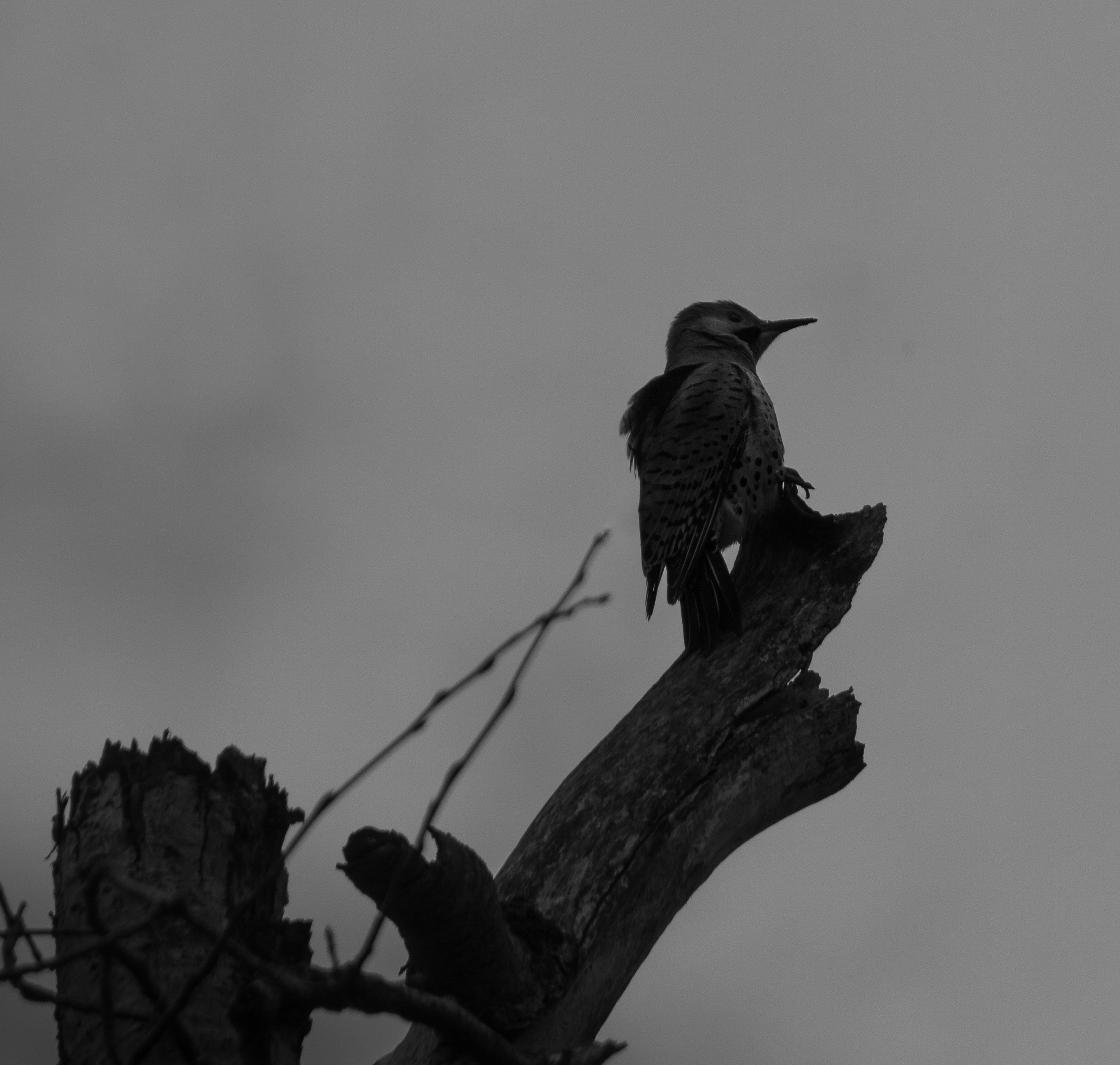 나뭇가지 위에 앉아 있는 새