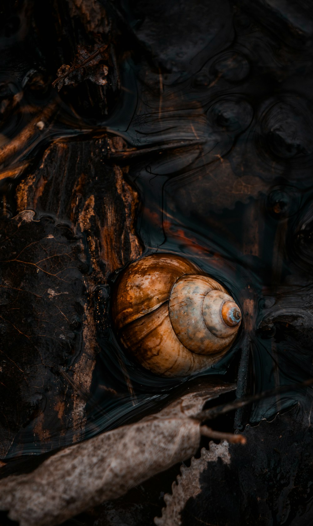 a close up of a snail on a rock