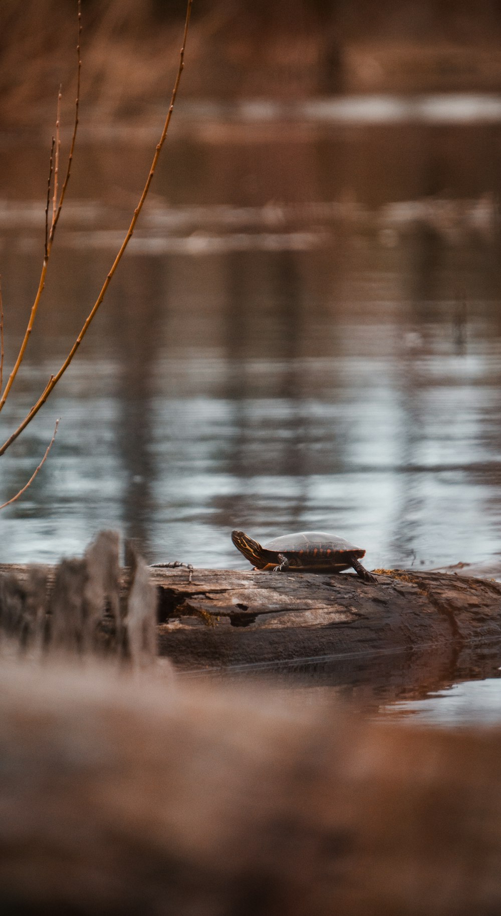 a bird is sitting on a log in the water