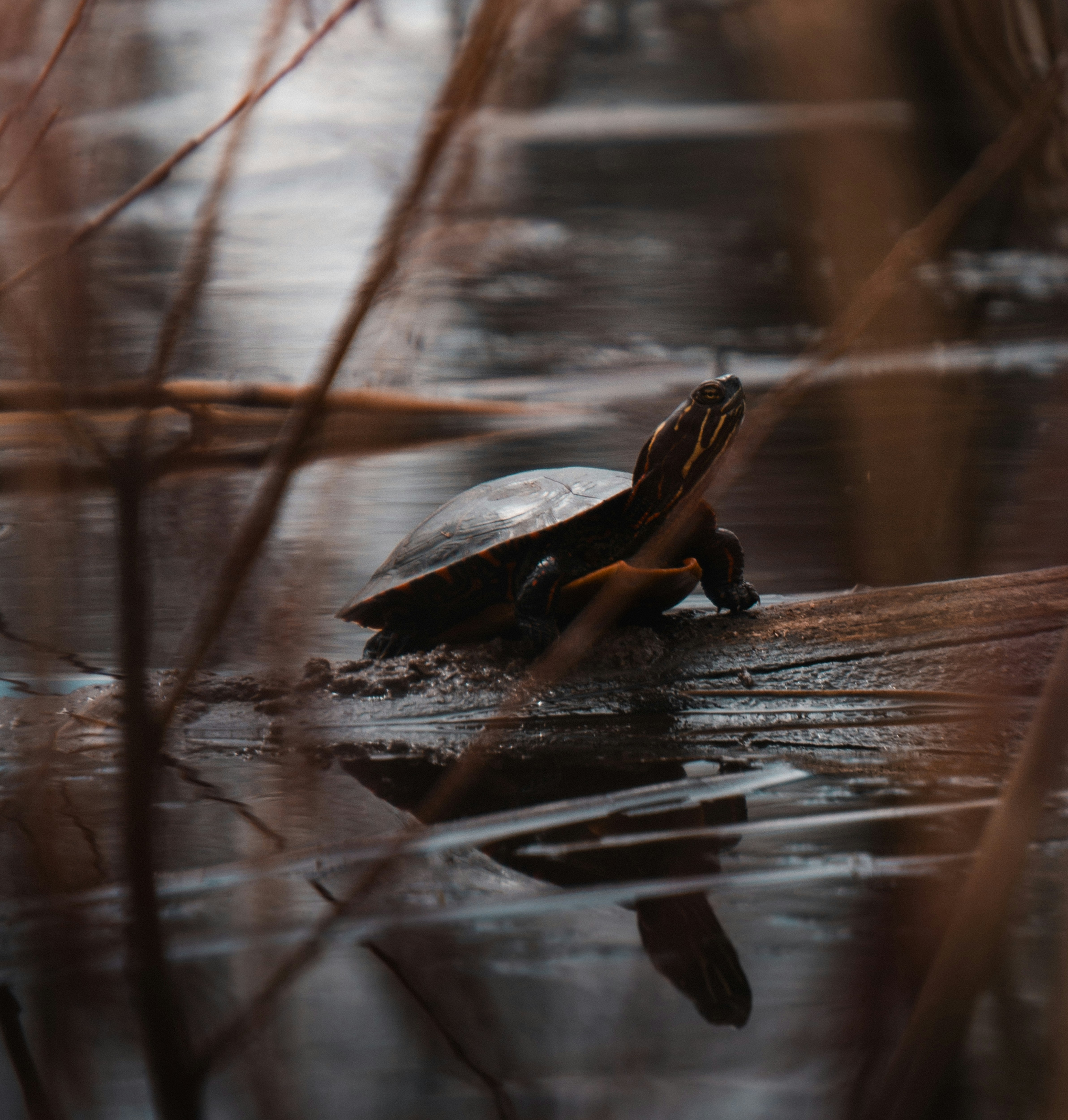 거북이가 물 속의 통나무 위에 앉아 있습니다
