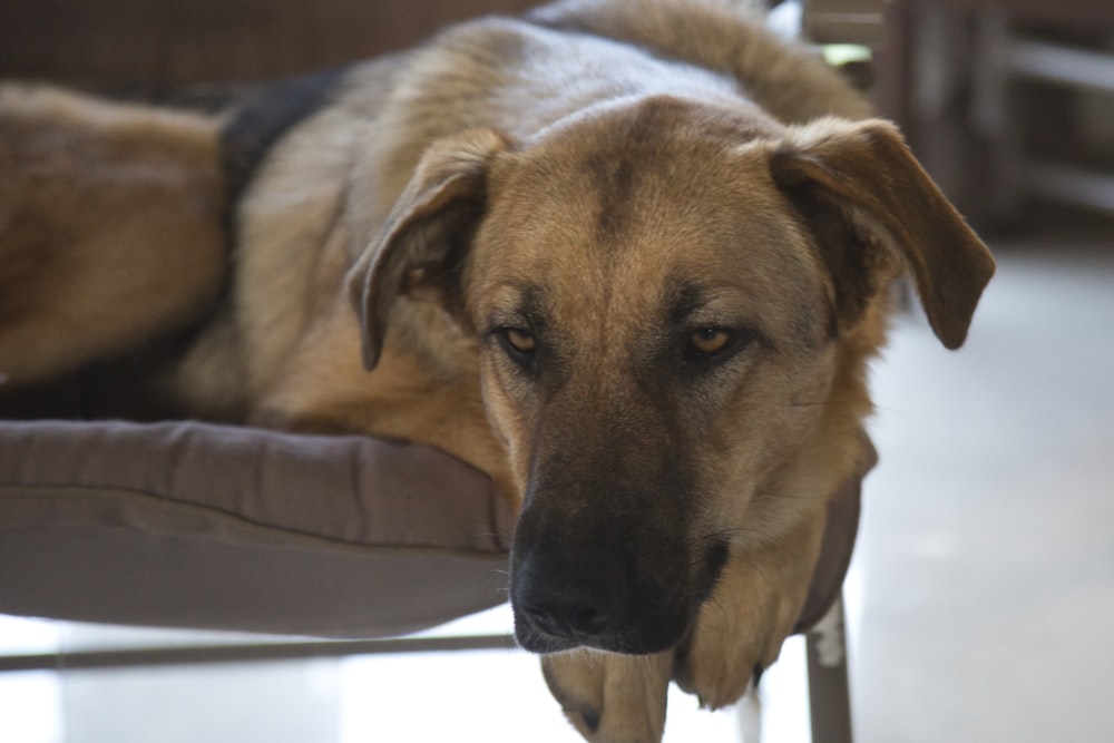 a large brown dog laying on top of a chair