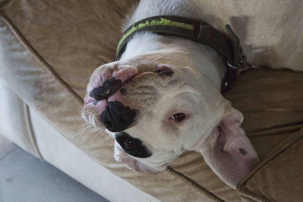 a white dog laying on top of a couch