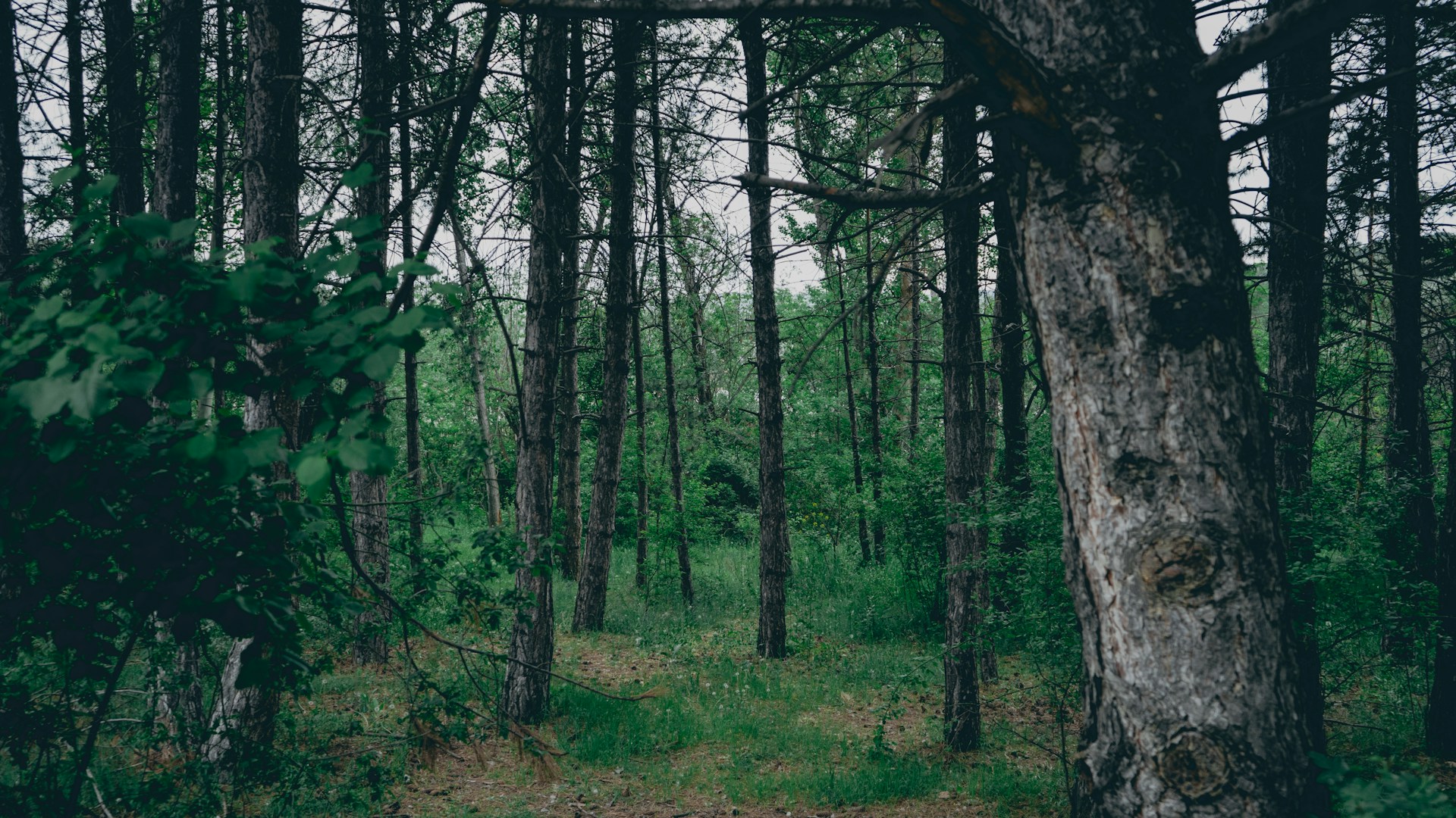 a forest filled with lots of tall trees