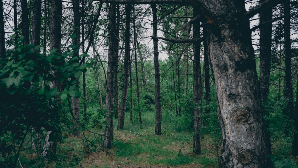 a forest filled with lots of tall trees