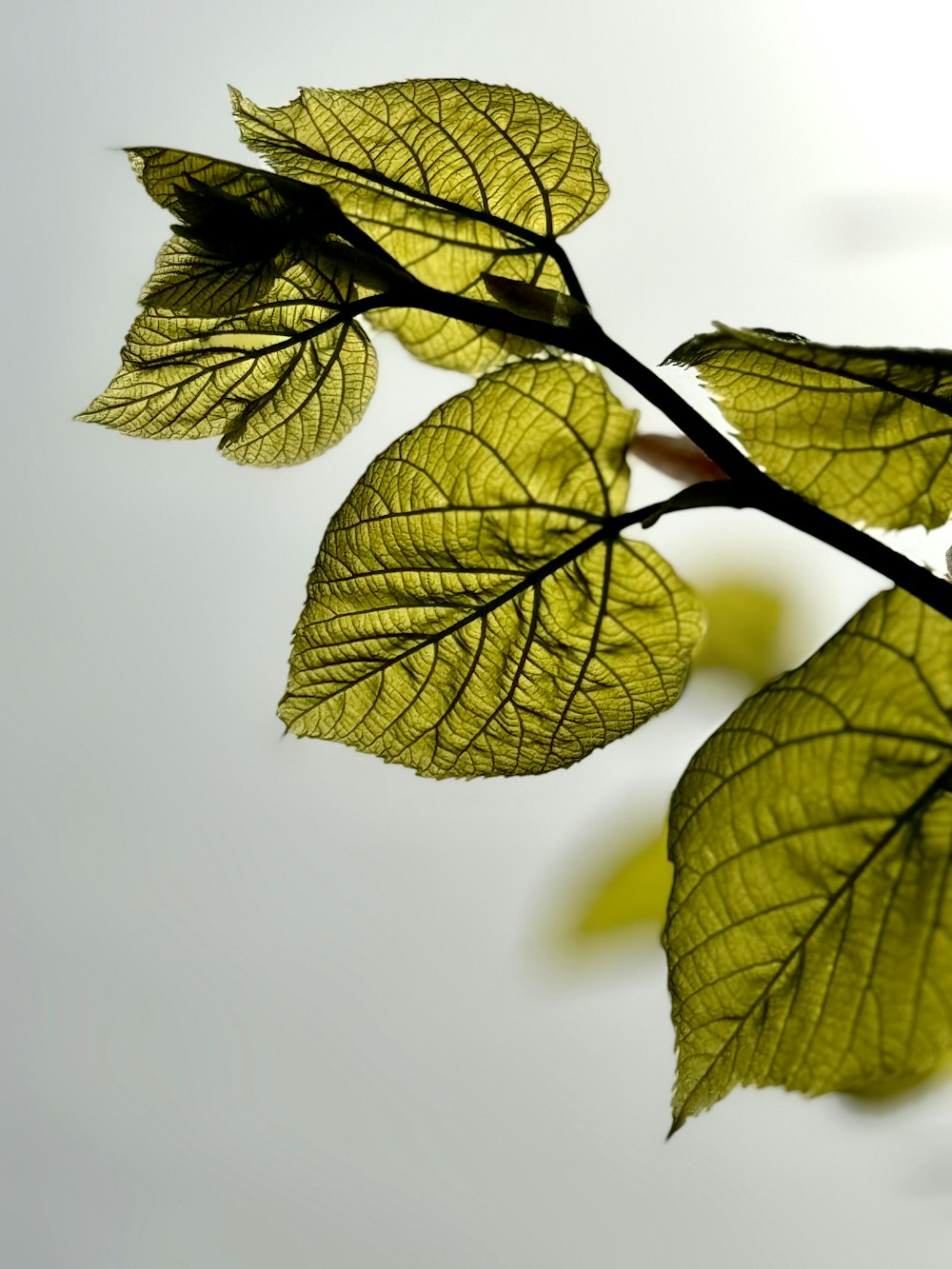 a close up of a green leaf on a branch