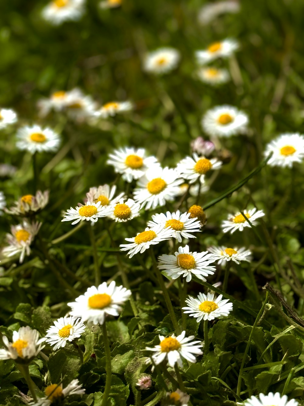 a field full of white and yellow flowers