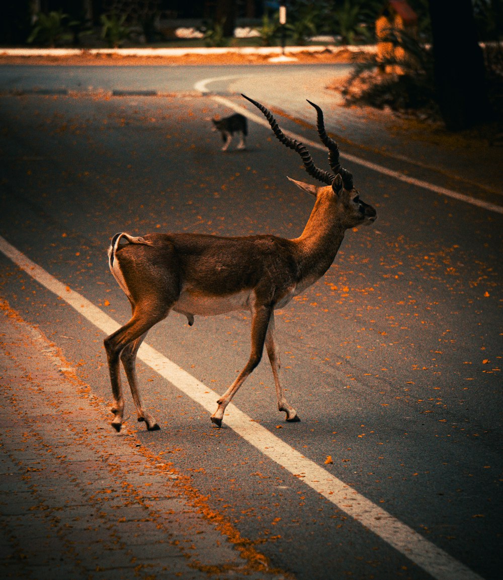 an antelope walking across a street at night