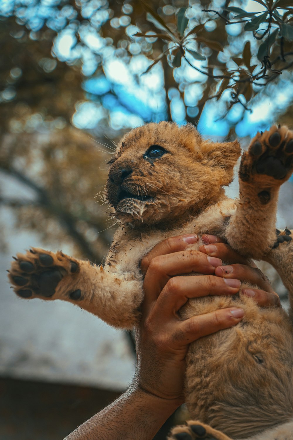 a person holding a baby lion cub in their arms