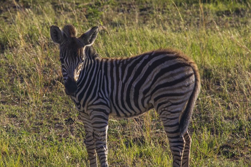a zebra is standing in a grassy field