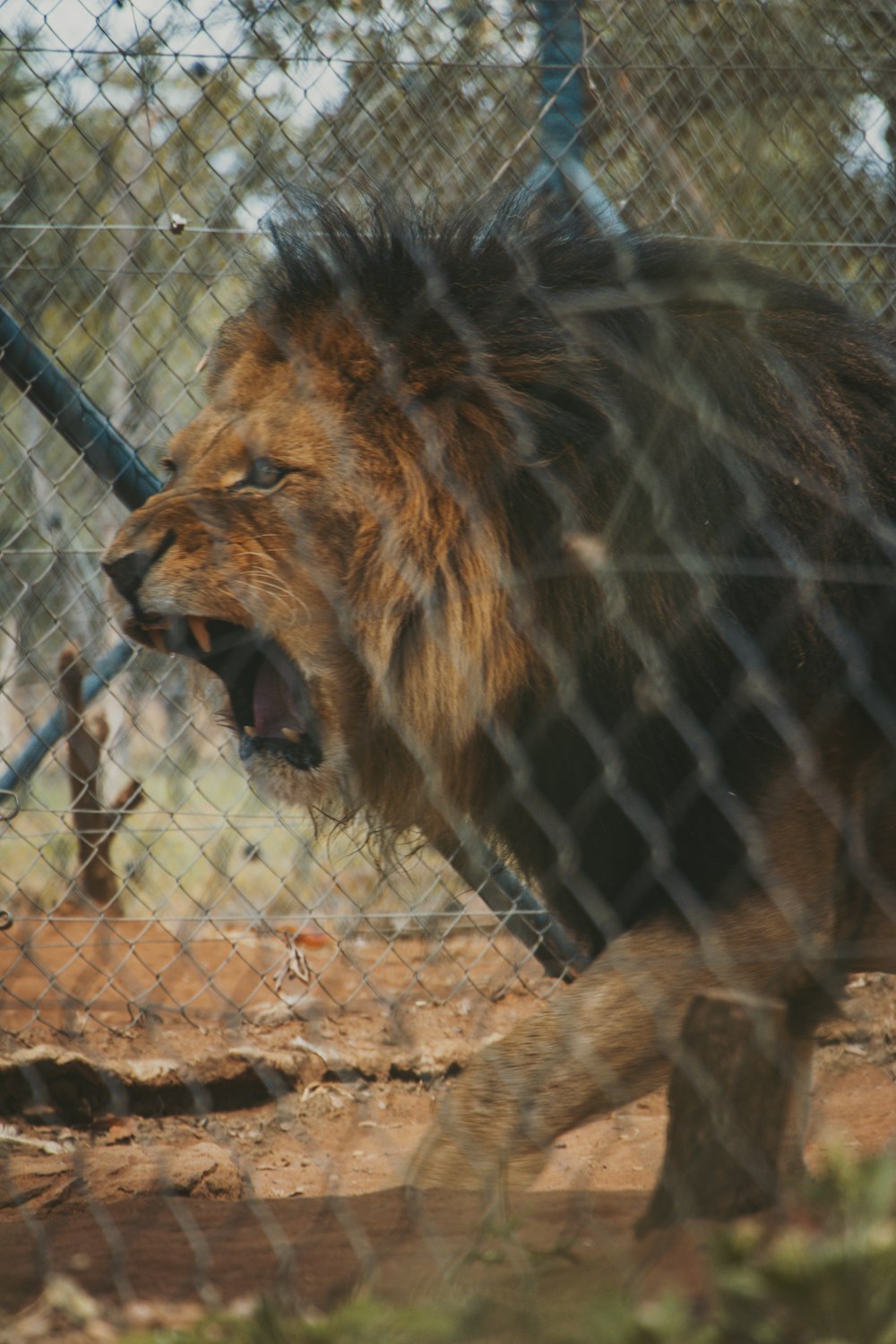 a lion in a fenced in area with it's mouth open