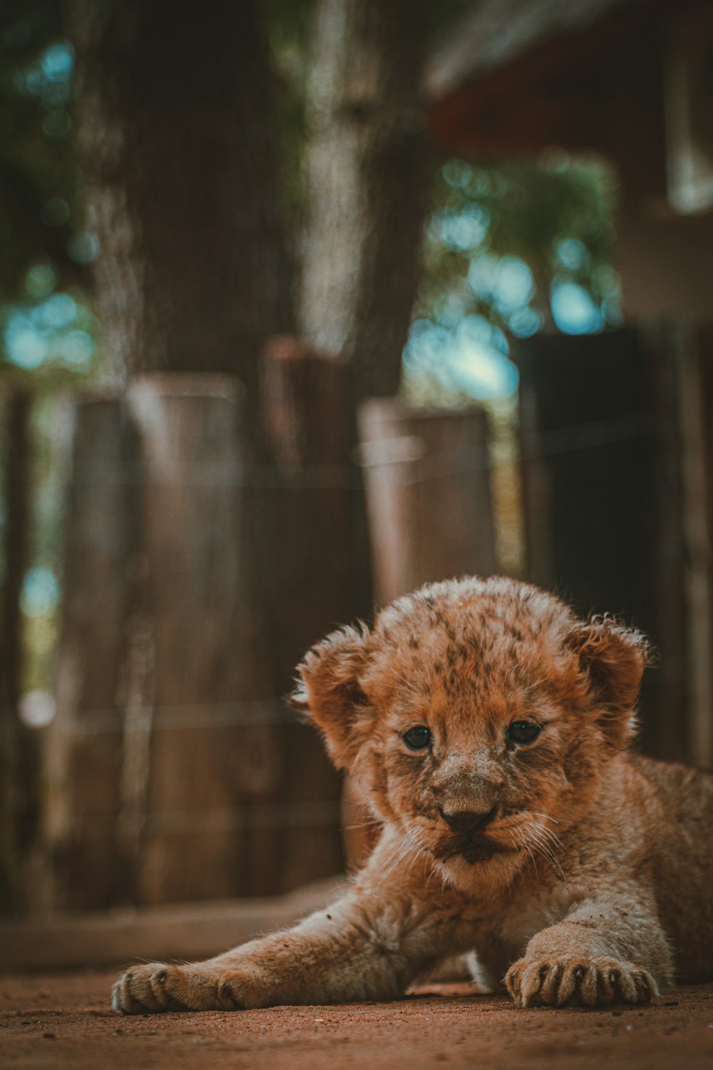 a small lion cub laying on the ground