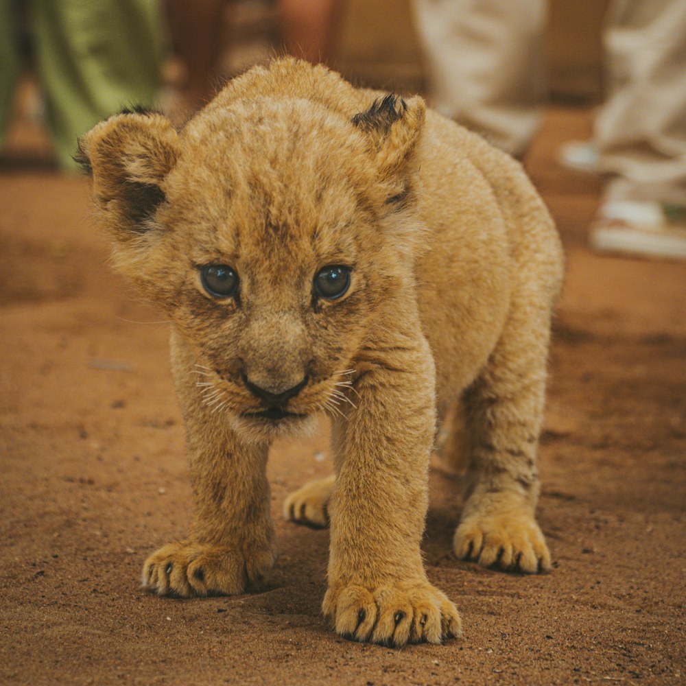 a young lion cub walking across a dirt field
