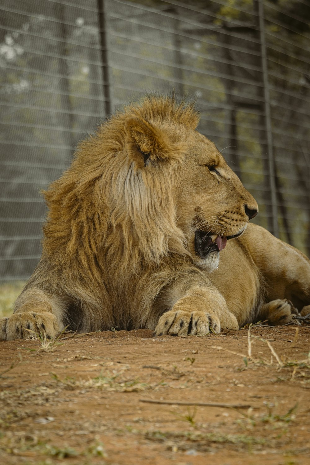 a lion laying on the ground with its mouth open