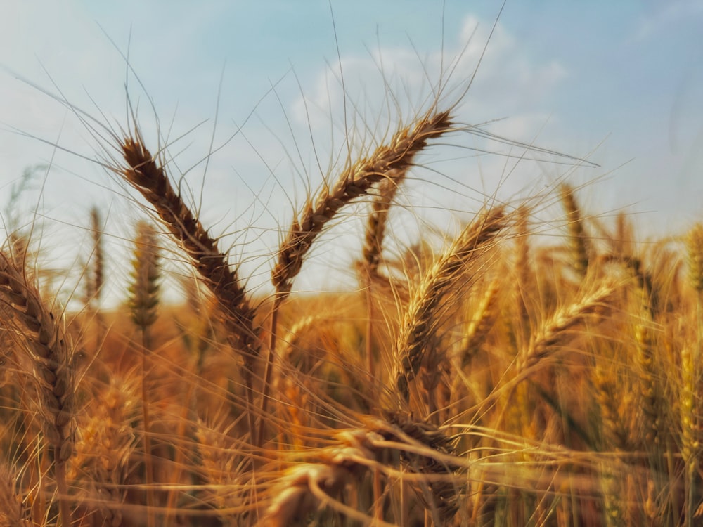 a field of ripe wheat ready to be harvested