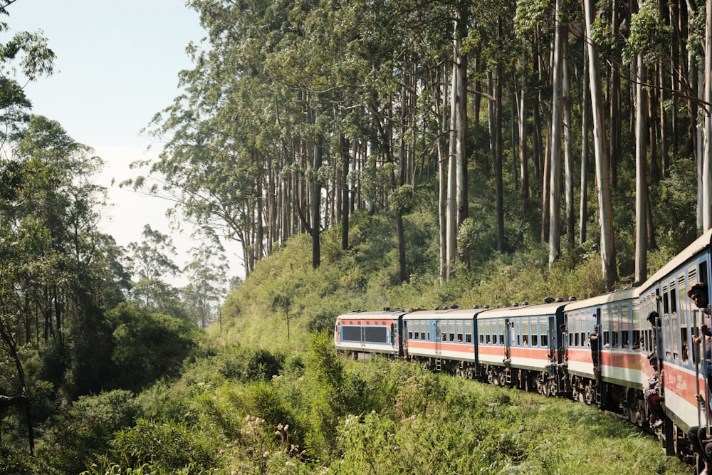 a train traveling through a lush green forest
