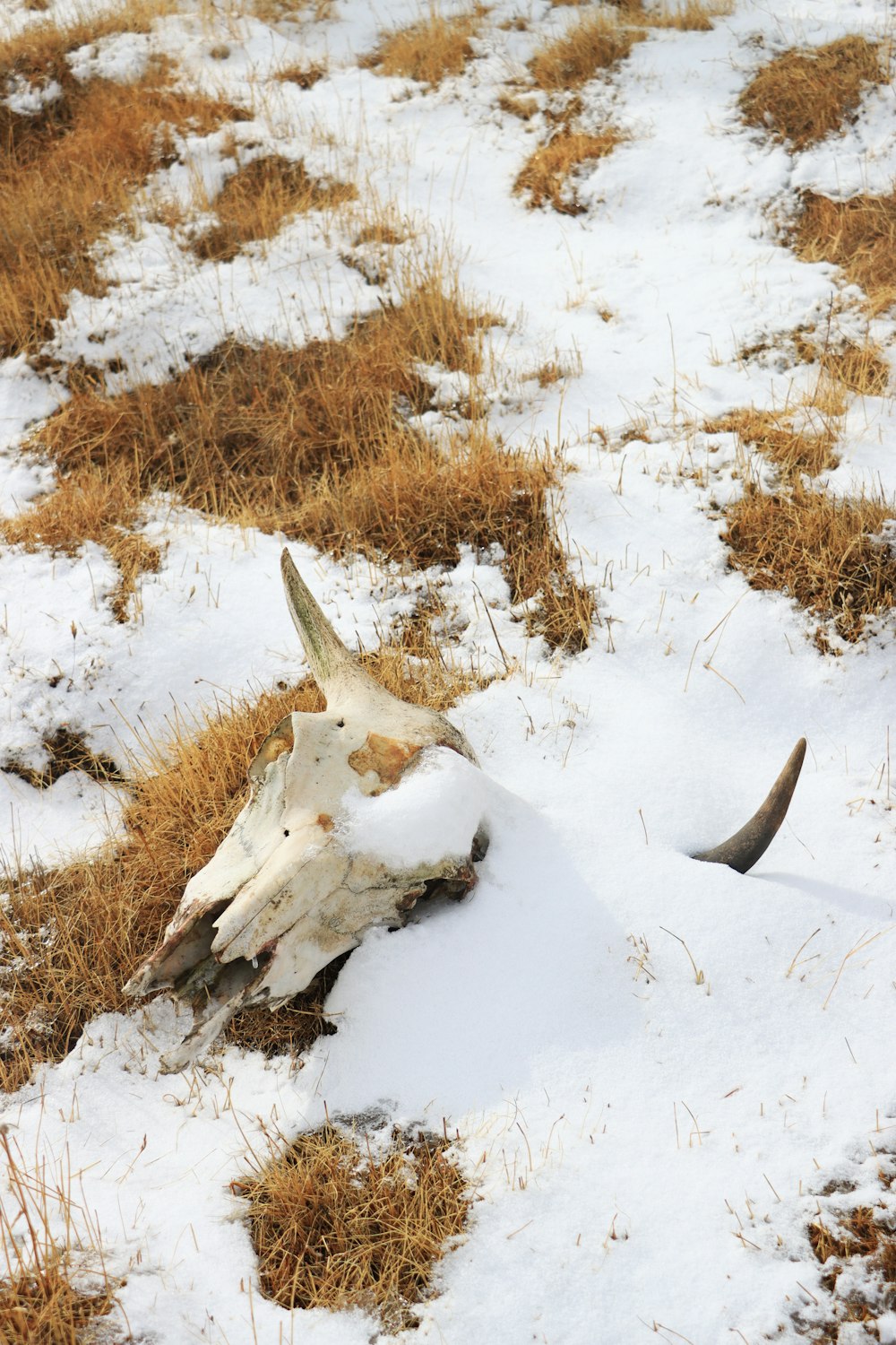 a cow skull laying in the snow on the ground