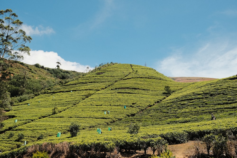 a hill covered in green tea bushes under a blue sky