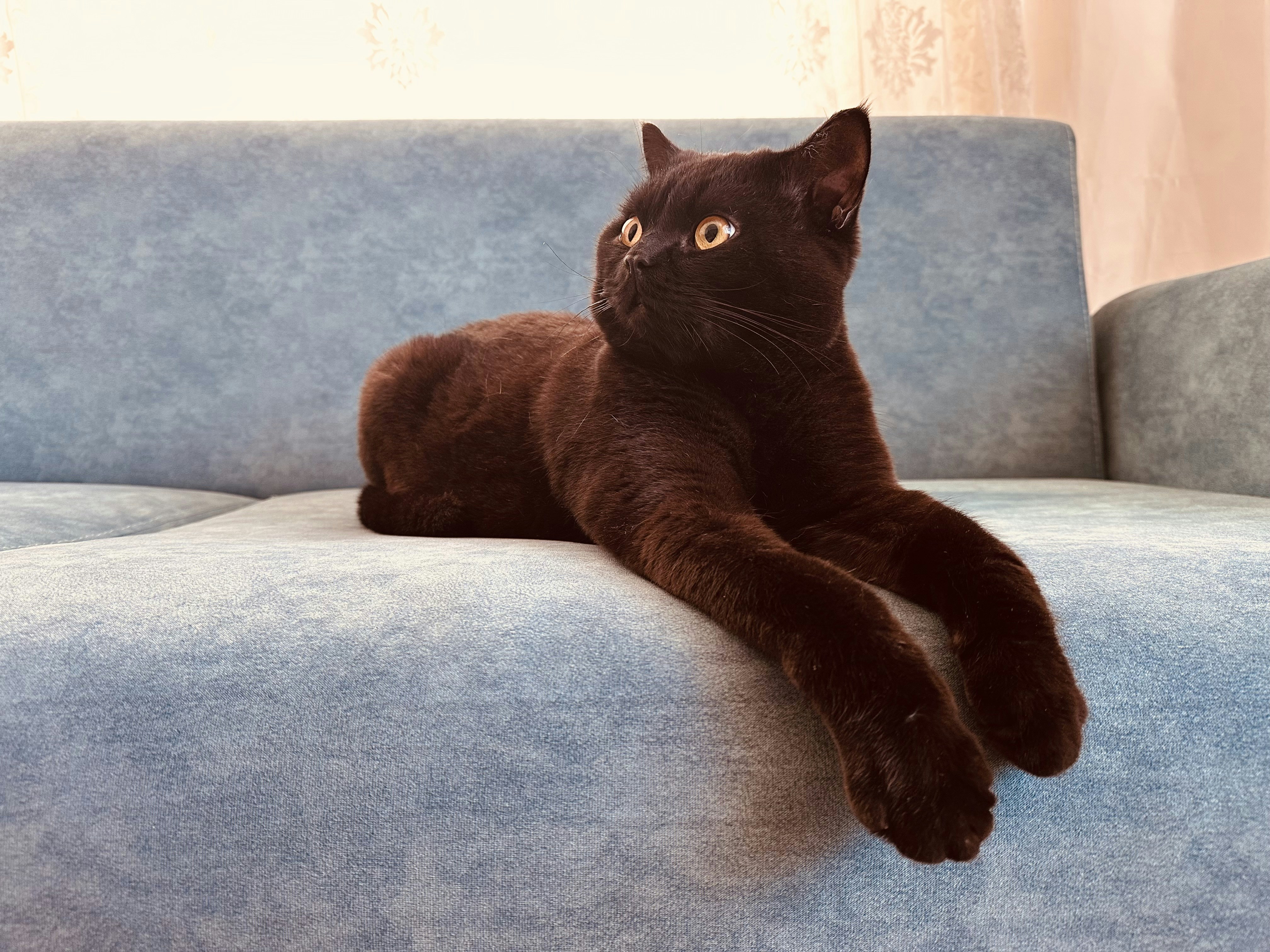 Black British cat sitting on a sofa
