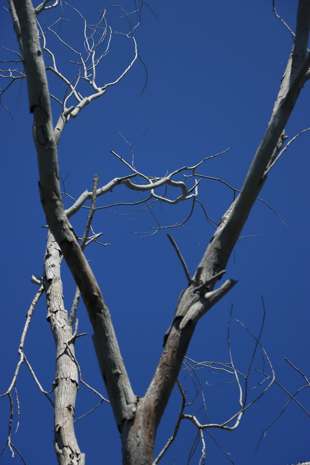 a bare tree with no leaves against a blue sky