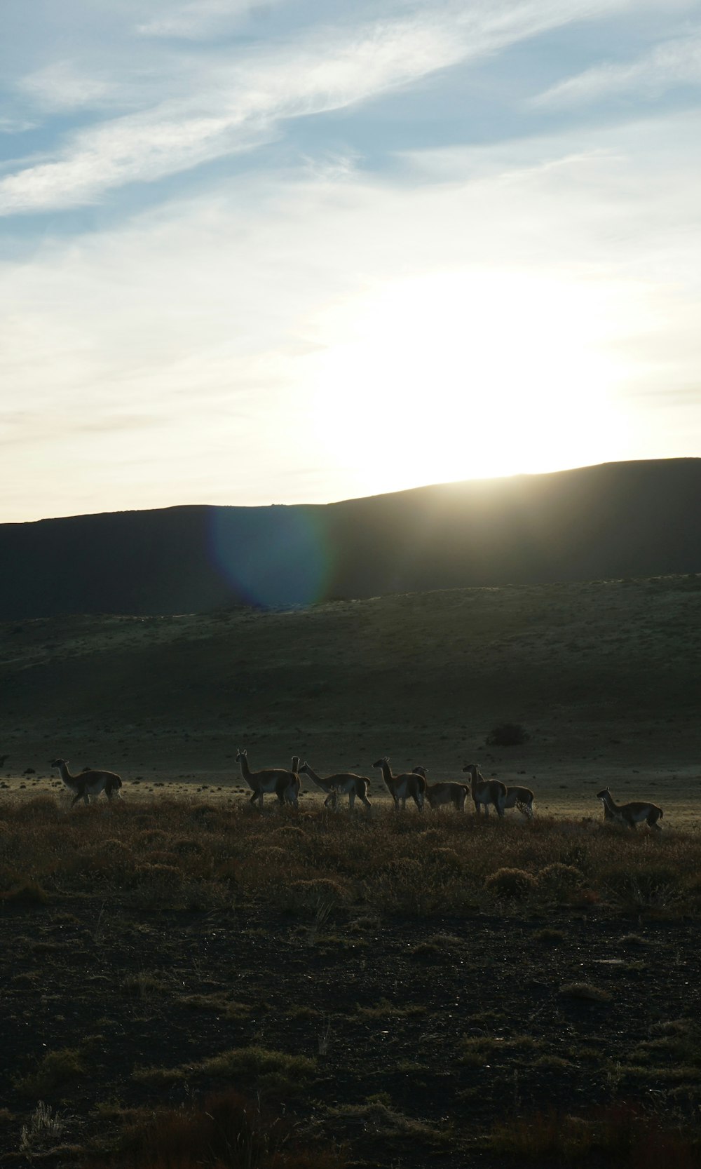 a herd of animals walking across a grass covered field