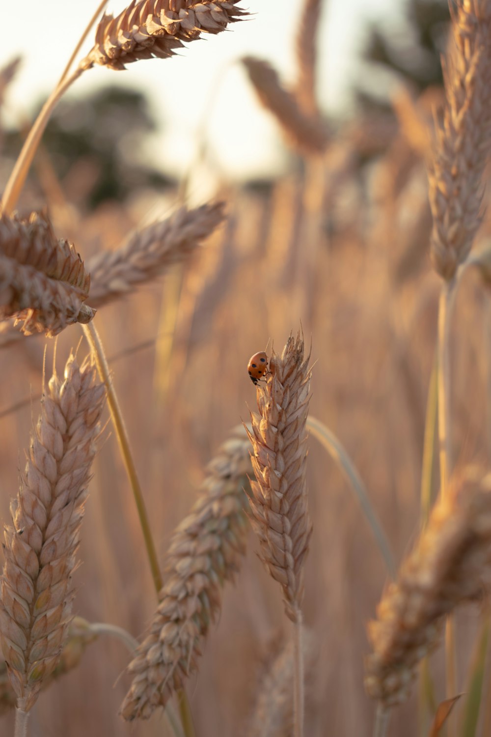 a close up of a bunch of wheat in a field