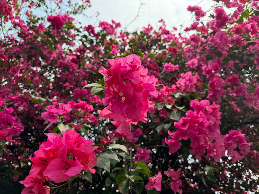 a bunch of pink flowers that are on a tree