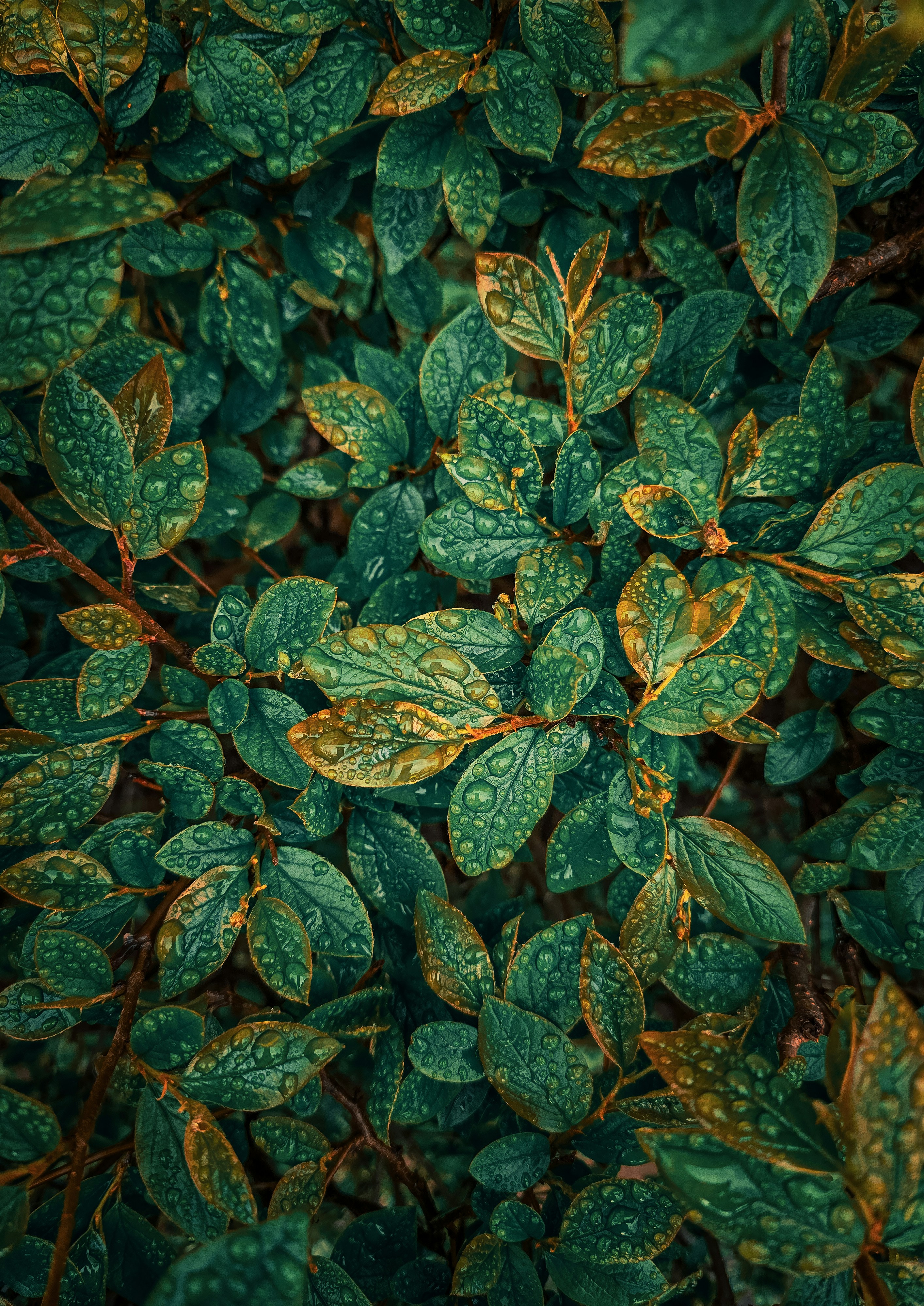 Monotonic Constraint는 Prediction에 영향을 주지 않는 제약조건이다.