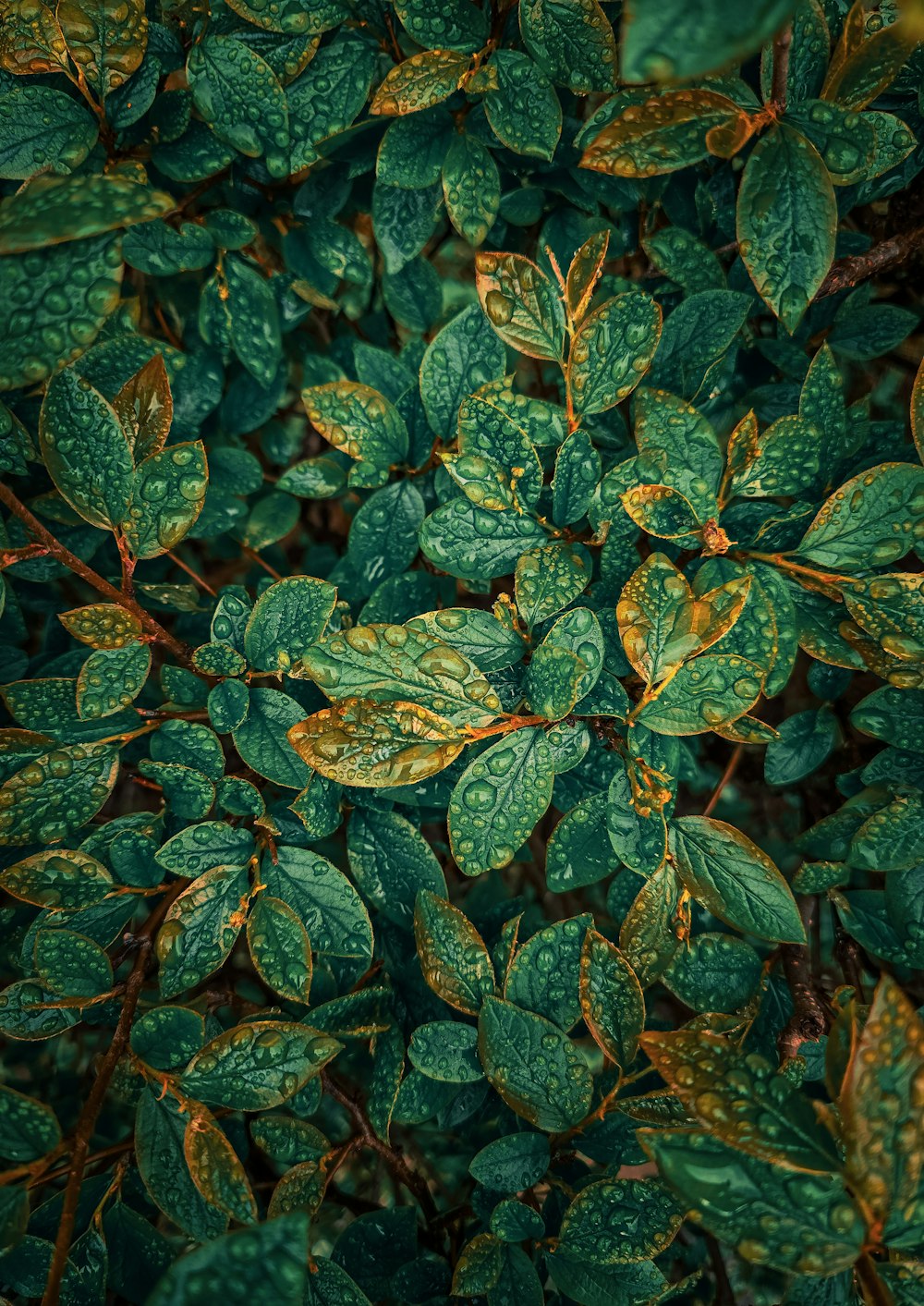 a close up of a plant with green leaves