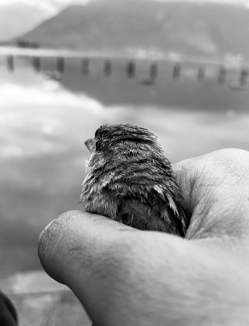 Rescued bird in caring hands