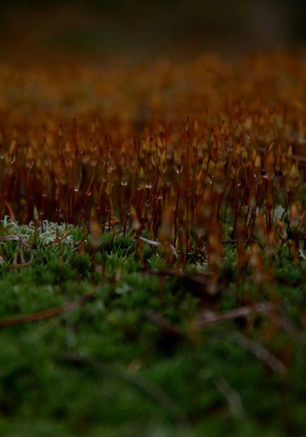 a close up of a field of green grass