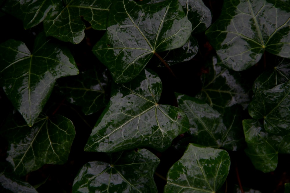 a bunch of green leaves with drops of water on them