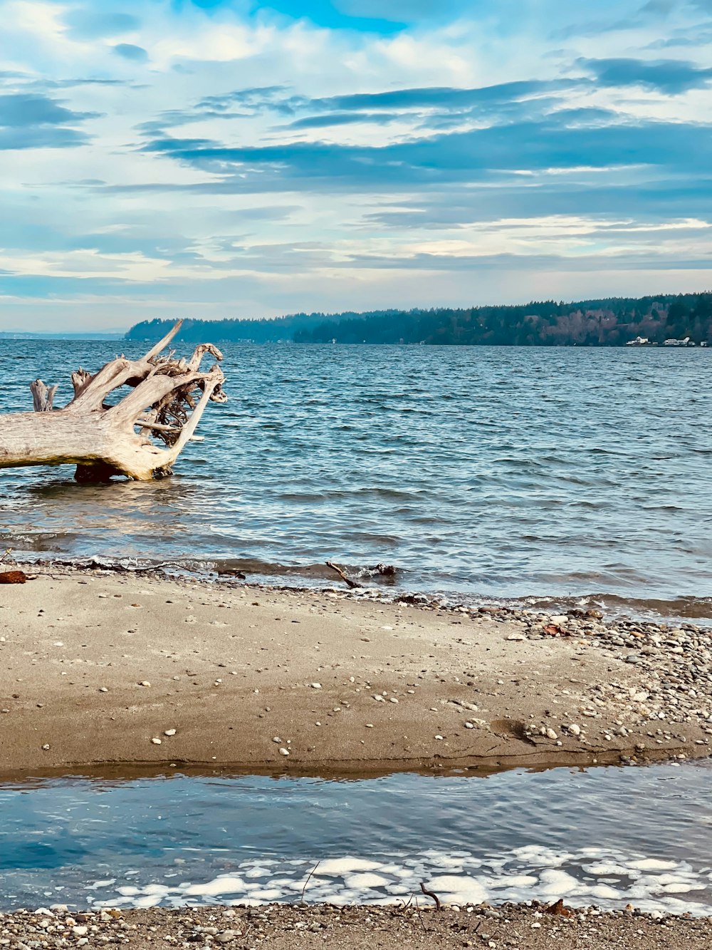 a tree that is sitting in the water