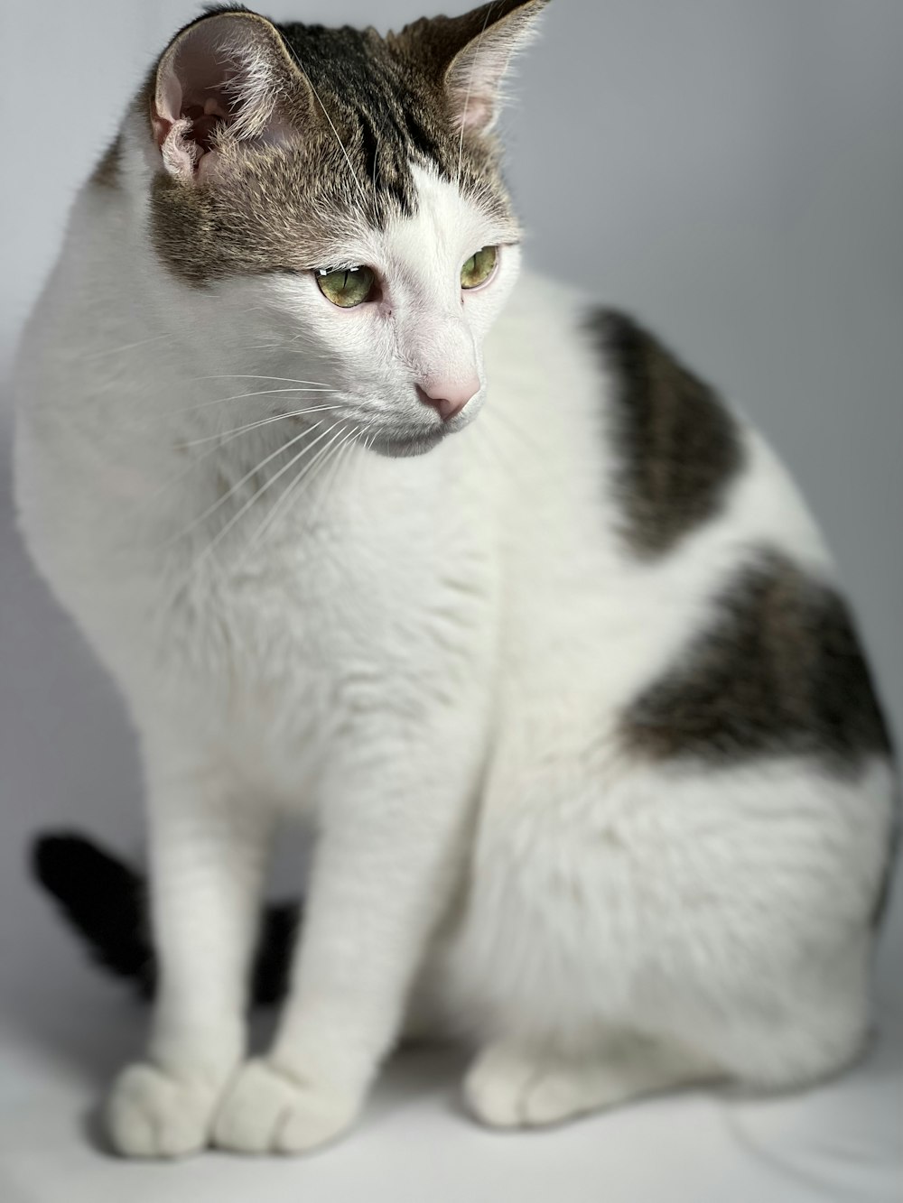 a gray and white cat sitting on top of a white table