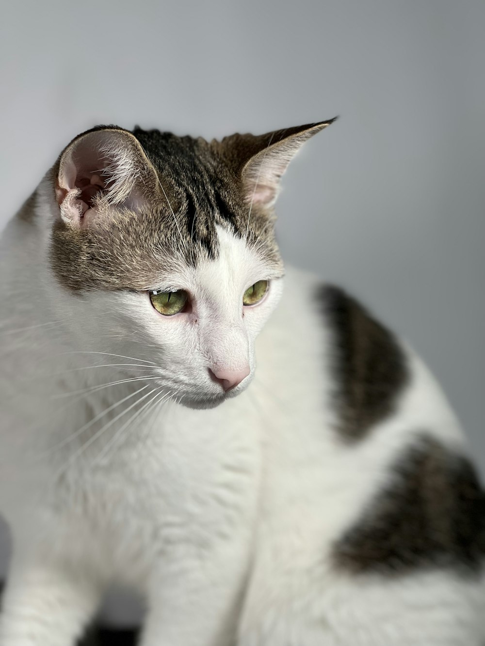 a white and gray cat sitting on top of a table