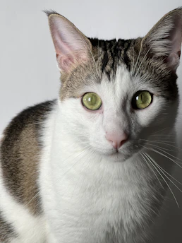 a close up of a cat with green eyes